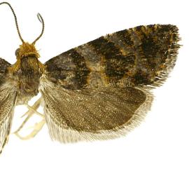   Paralobesia palliolana 
