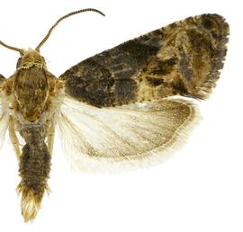   Paralobesia rhoifructana 
