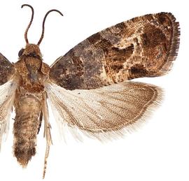   Paralobesia   viteana 
