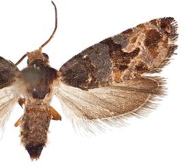   Paralobesia   viteana 
