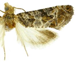   Paralobesia   yaracana 
