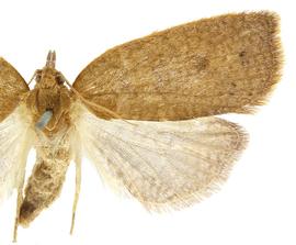   Planotortrix excessana 
