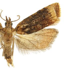   P .  flavedana  male
