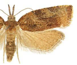   P .  flavedana  female
