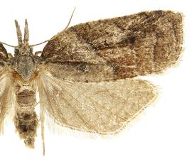   Platynota idaeusalis 
