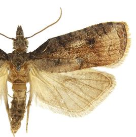   P .  idaeusalis  male
