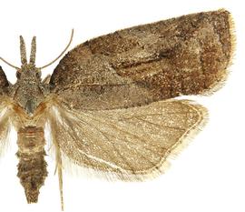   P .  idaeusalis  female
