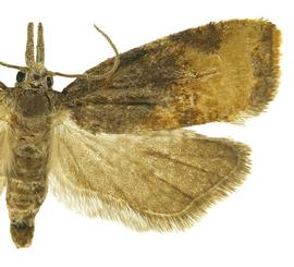   P .  stultana  male
