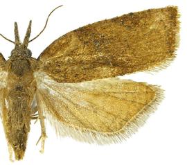   P .  stultana  female
