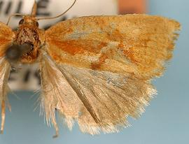   Proeulia apospasta 
