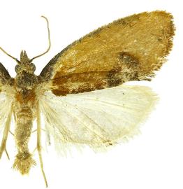   Proeulia auraria 
