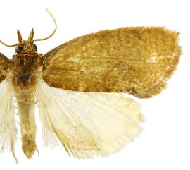   Proeulia auraria 
