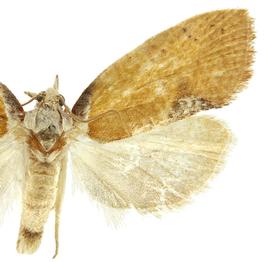   Proeulia chrysopteris 
