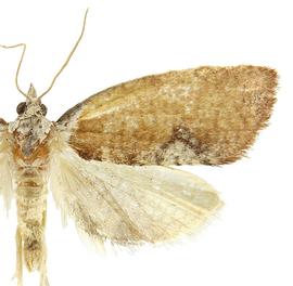   Proeulia chrysopteris 
