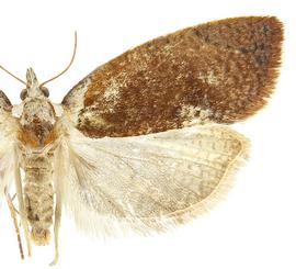   Proeulia chrysopteris 
