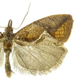   Proeulia triquetra 
