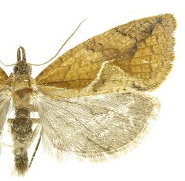   Proeulia triquetra 
