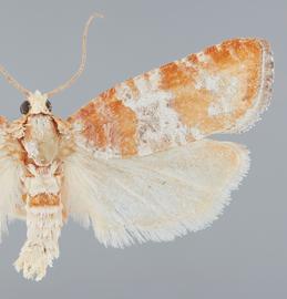   R .  sabiniana . © John W. Brown. Image used with permission.

