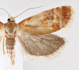   R. buoliana . © Loren Jones. Image used with permission.
