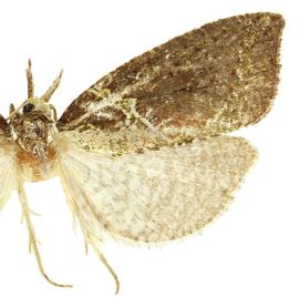  Female
