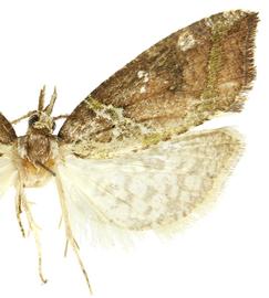  Male
