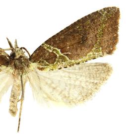  Male
