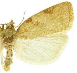  Male
