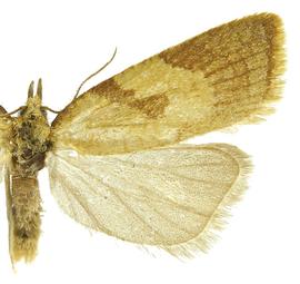  Male
