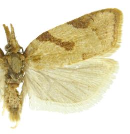   Sparganothis senecionana 
