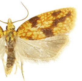   Sparganothis sulfureana 
