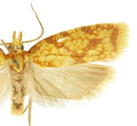  Male
