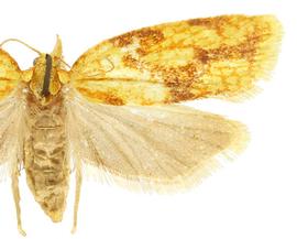  Female
