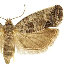  Female
