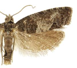   Spilonota ocellana 
