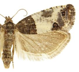  Male
