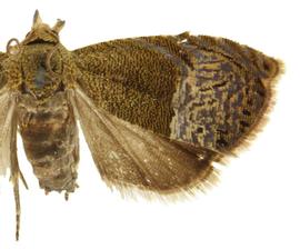  Male
