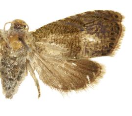  Female
