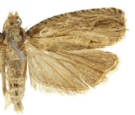  Female
