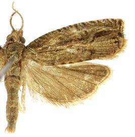  Male
