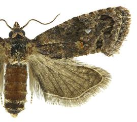  Female
