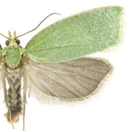  Male
