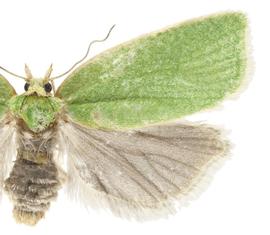  Female
