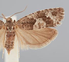   Zeiraphera griseana . © John W. Brown. Image used with permission.
