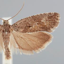  Male. © John W. Brown. Image used with permission.
