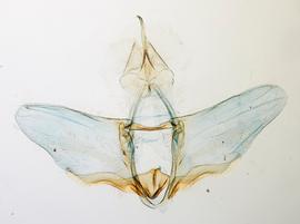 Male genitalia. Phallus removed. © John W. Brown. Image used with permission. 
 