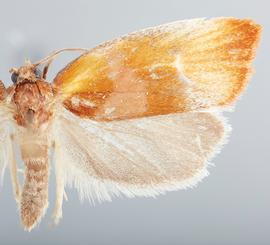  Adult. © John W. Brown. Image used with permission.
