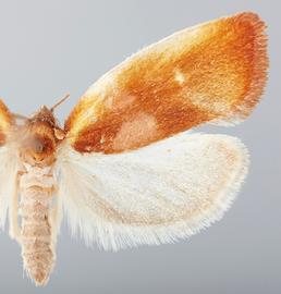  Adult. © John W. Brown. Image used with permission.
