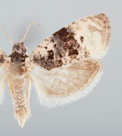  Male. © John W. Brown. Image used with permission
