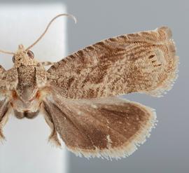   Leguminivora glycinivorella . © John W. Brown. Image used with permission.
