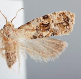  Female. © John W. Brown. Image used with permission
